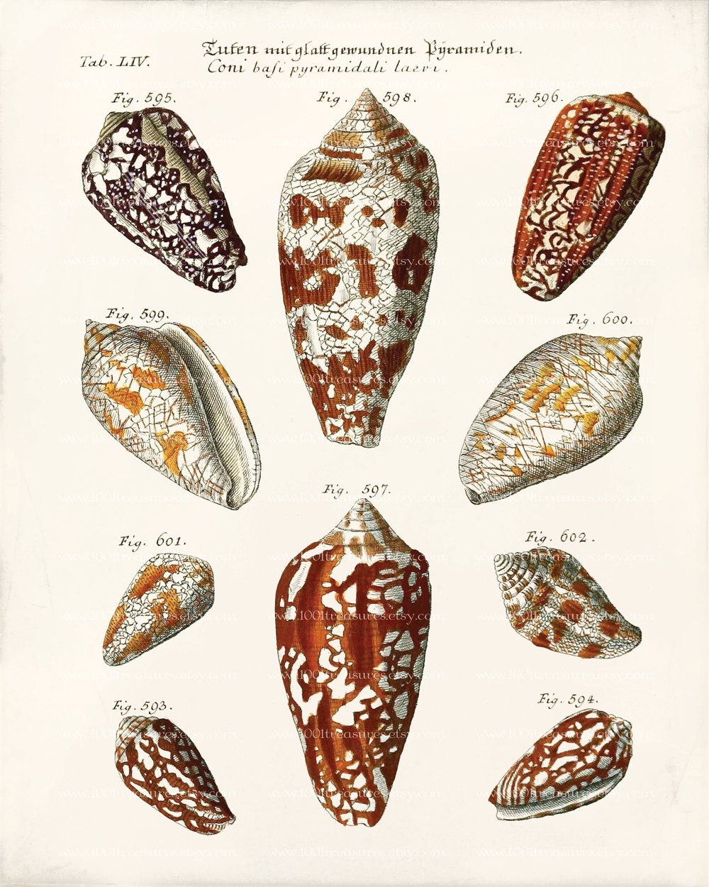 Antique Shell Art Print - 8 x 10 - Coni Shells Wall Decor