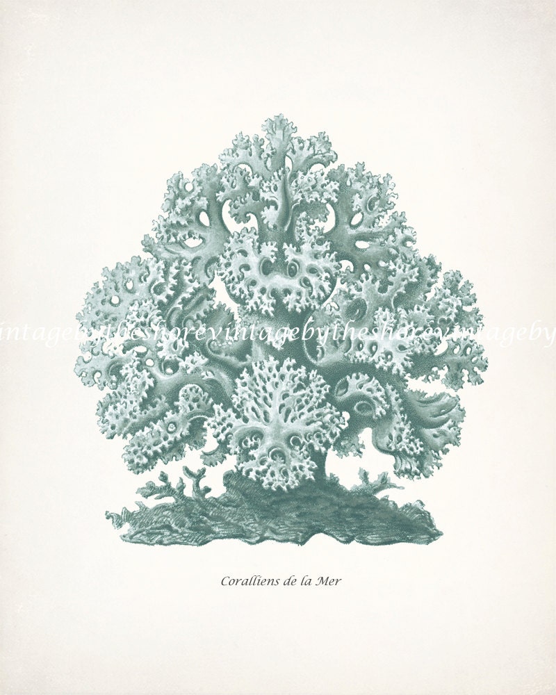 Vintage Natural History Illustration - Haeckel Sea Coral Print No 1 - Sea Glass  8x10
