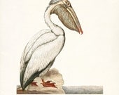Vintage Sea Bird Illustration "White Pelican"  Natural History Wall Decor Art Print 8x10