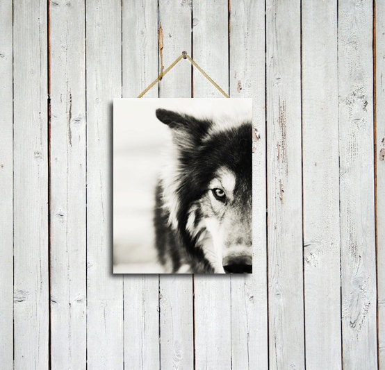 The Wolf - 8x10 - The Wolf photo - Wolf photo - Wolf art - Black and white art - Wolf art - Wolf photography