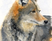 5x7" Original Watercolour Art Print, Coyote