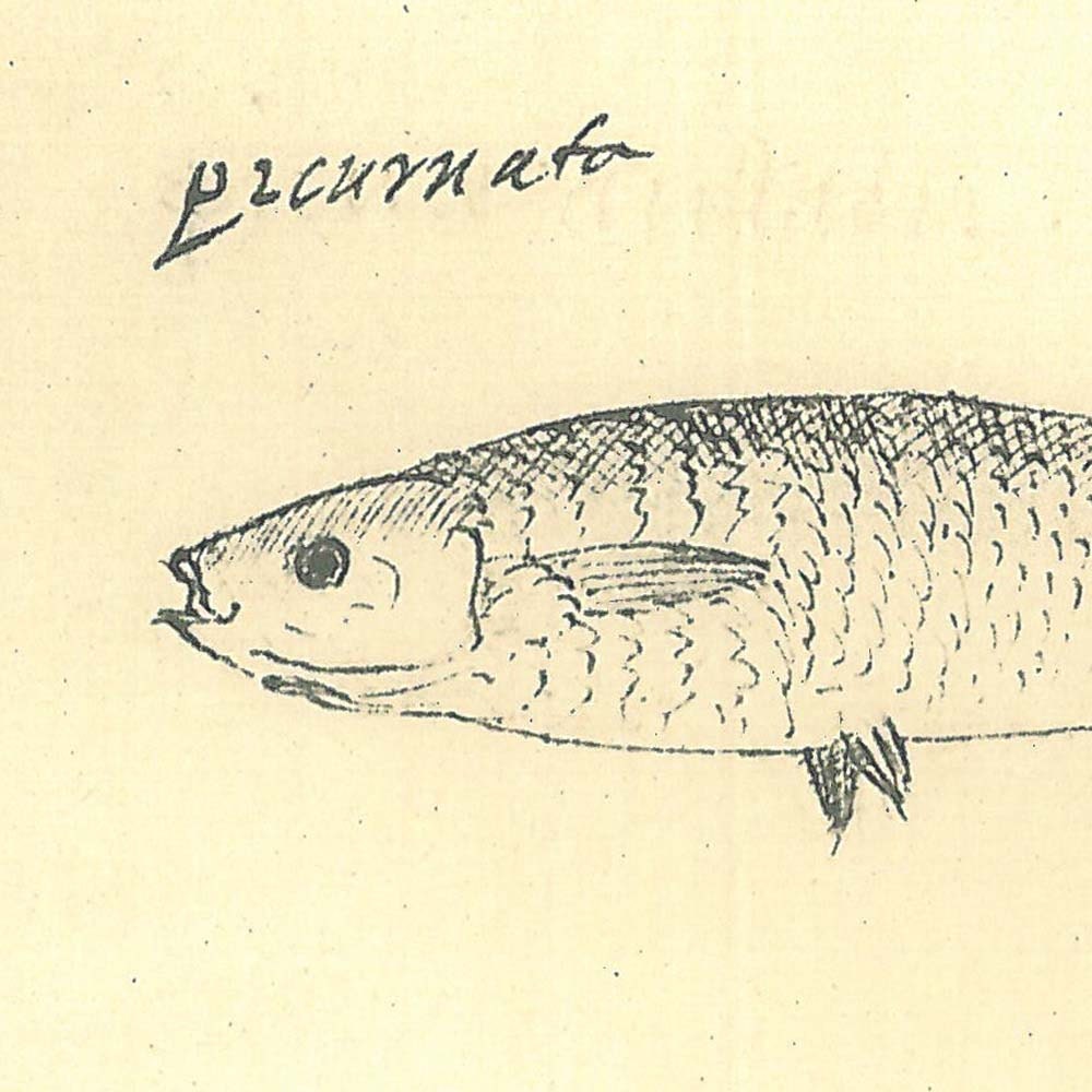 Vintage Fish Print  Sketch Drawing  Maranhao  Brazil Frei Cristovao