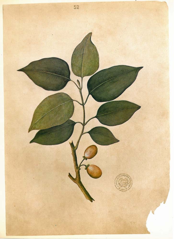 Vintage Botanical Print Flora of Timor Plant with Fruits