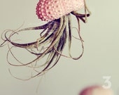 Jellyfish Air Plant // Sea Urchin Wedding Favor Decor Gift Mini Kit DIY tiny cute exotic house plant shell hanging art