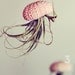 Jellyfish Air Plant // Sea Urchin Wedding Favor Decor Gift Mini Kit DIY tiny cute exotic house plant shell hanging art