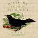 Black bird Red strawberries Paris ephemera digital download graphic image for Iron on fabric transfer pillows burlap paper cards No. 588
