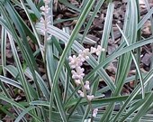 Silver Dragon - Liriope Spicata - 3 mature plants