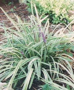 Silver Dragon - Liriope Spicata - 3 mature plants