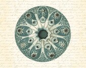 Vintage Ernst Haeckel Fantasy Sea Urchin Digital Collage 8x10 Art Print Beach Coastal Sea Decor Wall Art Home Decor
