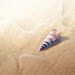 Photography print nautical decor- Fine art photography 5x5 - ocean print beach photography shell sand golden purple water macro pastels