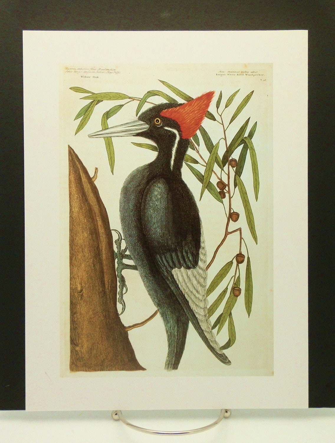 SALE Extinct Woodpecker Bird Print Illustration (18th Century Great Painters Folk Art Wall Decor) Bird Book Plate No. xi