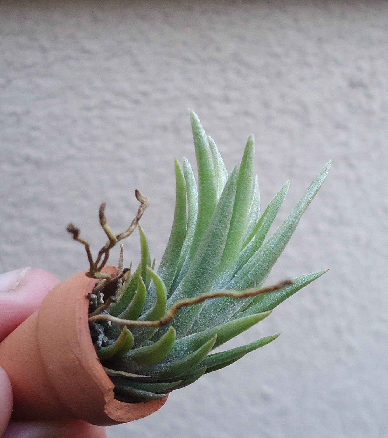 Tillandsia Neglecta 1" Air Plants