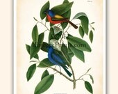 Antique FRENCH Bird Art Painted Finch Print Book Plate Home Decor Wall Decor 8x10 inches