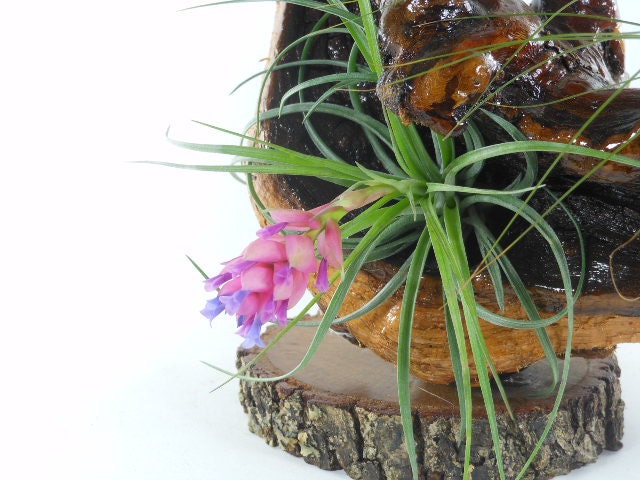 Air Plant Centerpiece on Large Grapewood  Unique Natural Gift  Gifts for Him  Gifts under 75