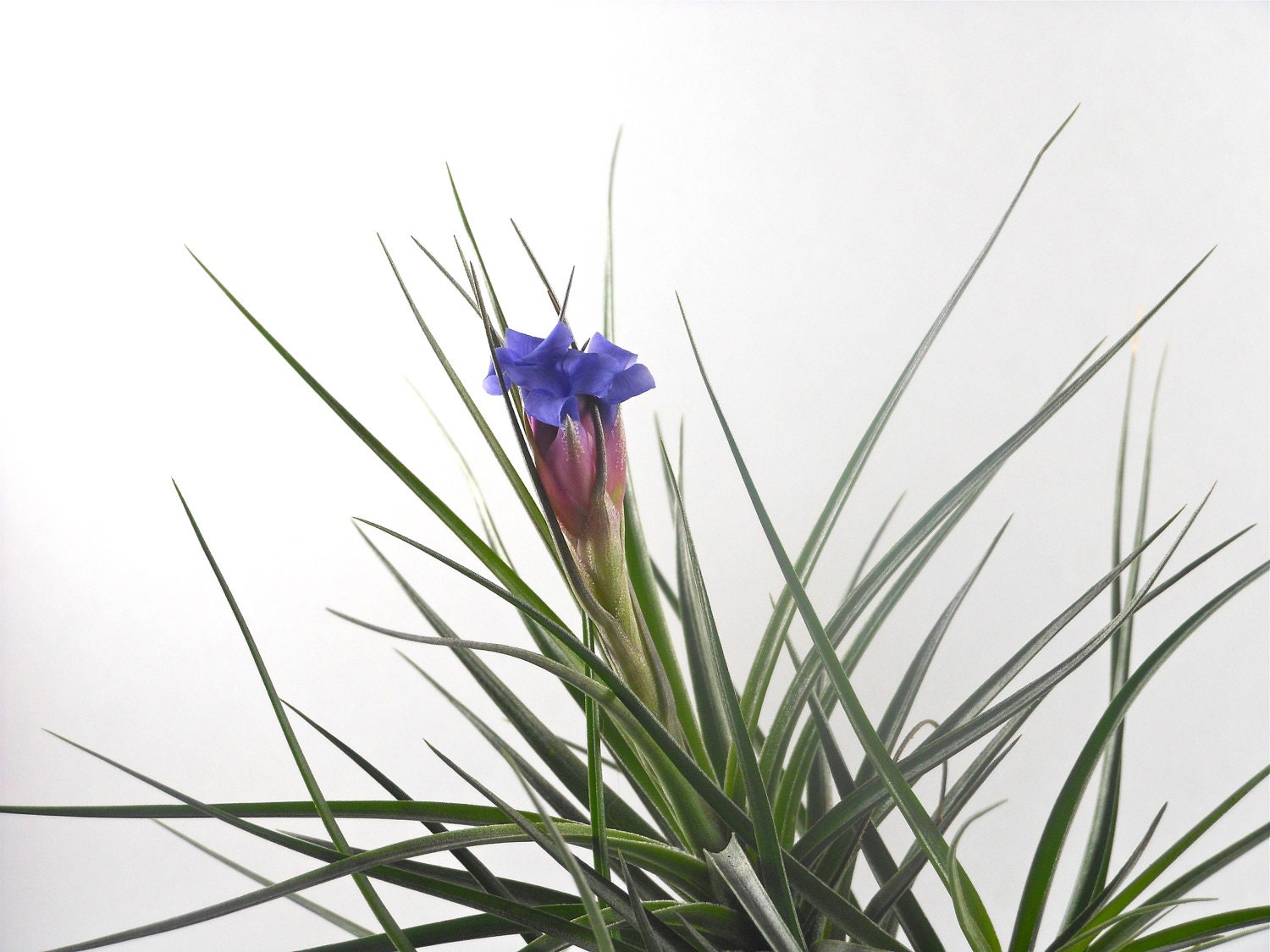 Air Plant - Tillandsia Tenuifolia Purple