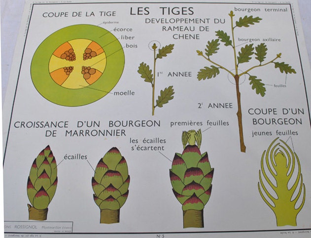 Mid Century French School Poster, Le Feuille and Le Tiges, 1950s graphic design, vintage Home decor, Vintage French Prints, collection,