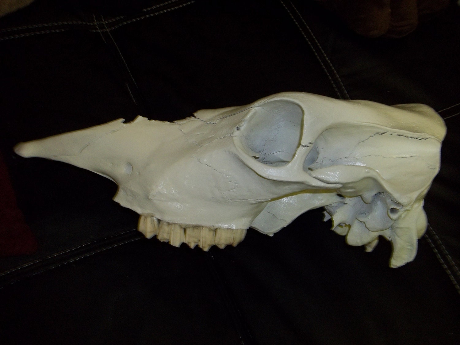 Real animal skull, bleached, sanded and painted