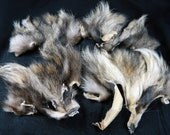 FINN RACCOON Lot of 4 Fur Faces 916A Arctic Store Arktika Russia