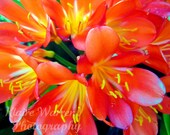 Orange Blossom Explosion, Costa Mesa, California Print By Klaire Warren 8X10 Matted 11X14 Inspirational Artwork for the Home