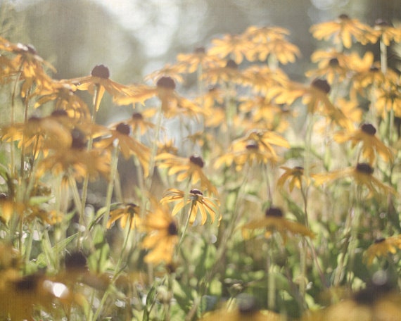 Yellow Nature Photograph 8x10, Fall Flower Print, Gold and Green Autumn Wall Art, Dreamy Home Decor