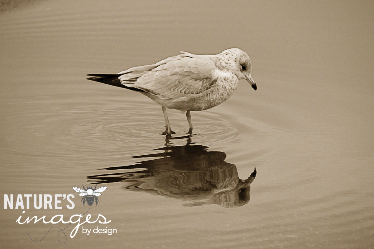 Seagull Print - Sea Bird Photo - 8X10 Print, bird photography, nature photography, black and white, seaside image, under 30