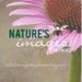 Dandelion Seed Head - Single Dandelion Photo - 5X5 Print
