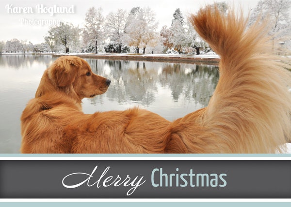 Golden Retriever Christmas Cards - set of 3
