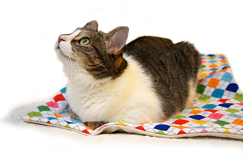 Crate Mat  Argyle CUSTOM Small 23 by 16 Mat Slip-proof Waterproof Base Gift Ready Dog Cat Couture Travel Washable