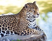breathtaking leopard color print (5x7)