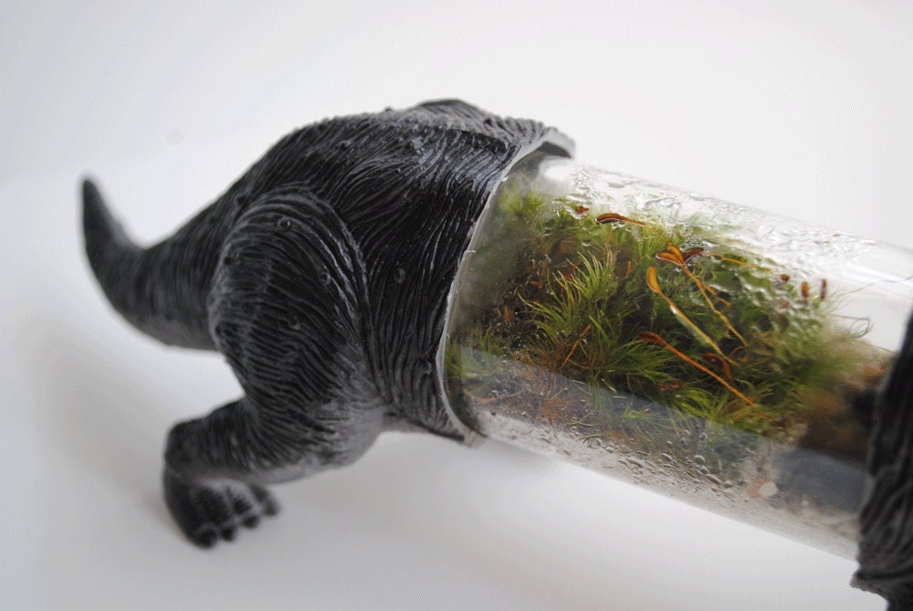 Triceratops Live Dino Terrarium