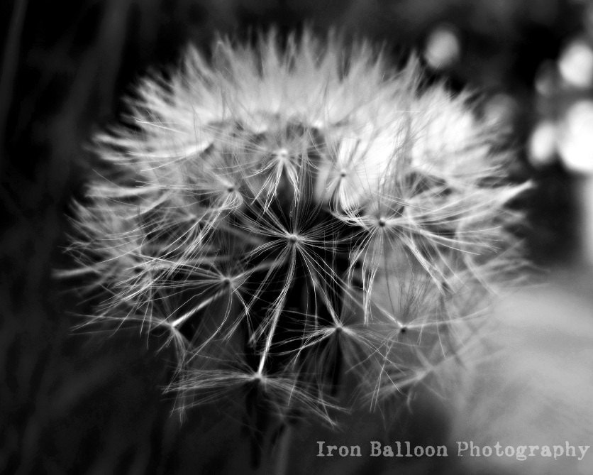 Fine Art Photographic Print : Romantic Dandelion (8x10)
