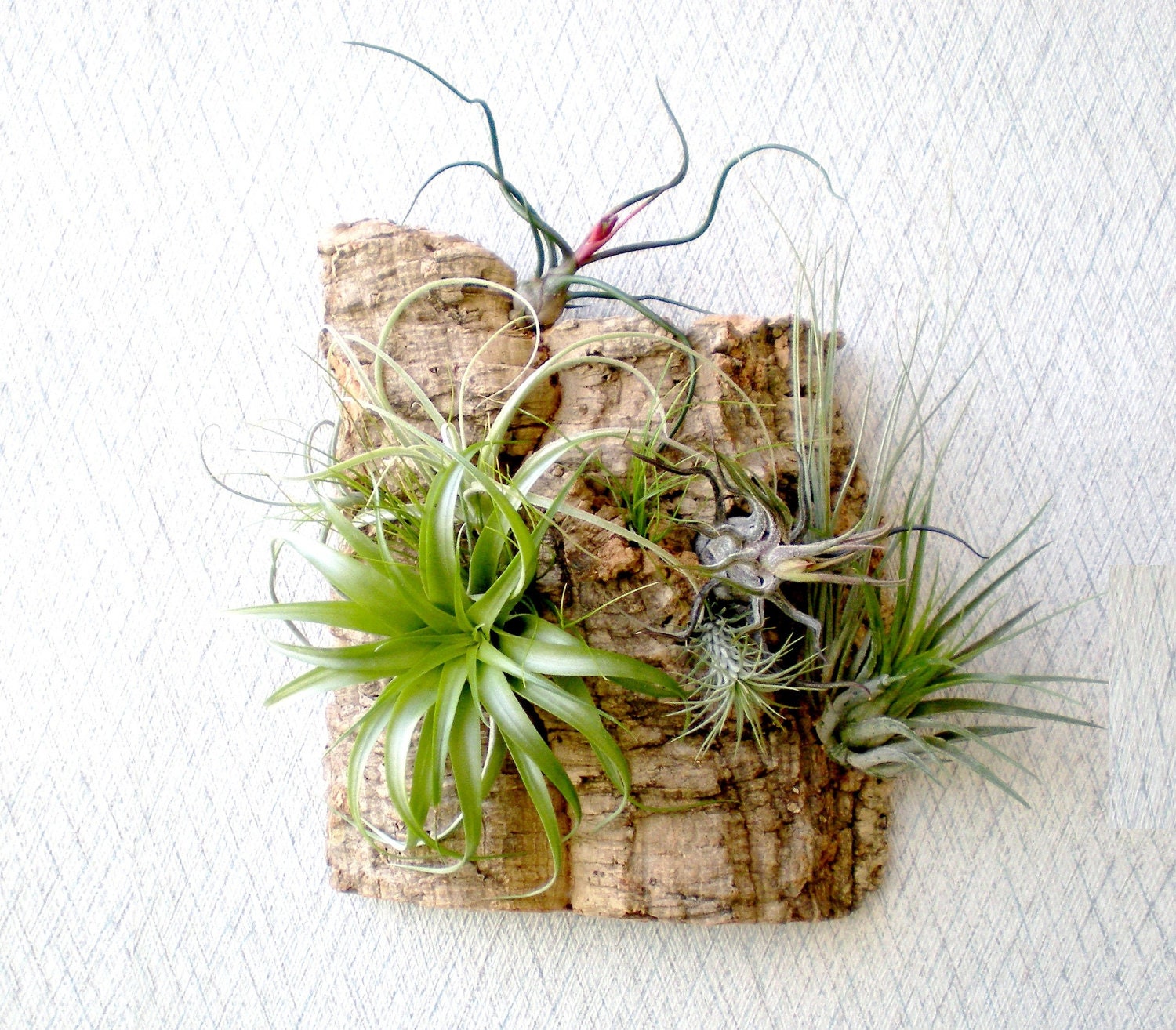 Air Plant Images