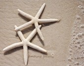 Two Starfish Beach Wedding Photography - Coastal Cottage Neutral Decor Beachy Sand Foam Surf 2 Cream Star Fish Pair, 11x14 Seaside Photo Ar