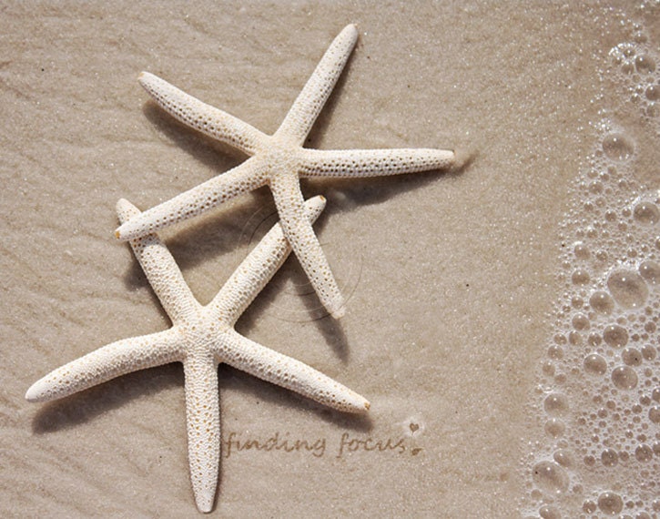 Two Starfish Beach Photography - Coastal Cottage Neutral Minimalist Decor Beachy Sand Foam Surf 2 Cream Star Fish, Pair, 11x14 Seaside Photo