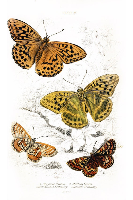 Amazing Butterflies, Natural History illustration printed on Parchment paper. Buy 3 and get 1 FREE, Nursery room art