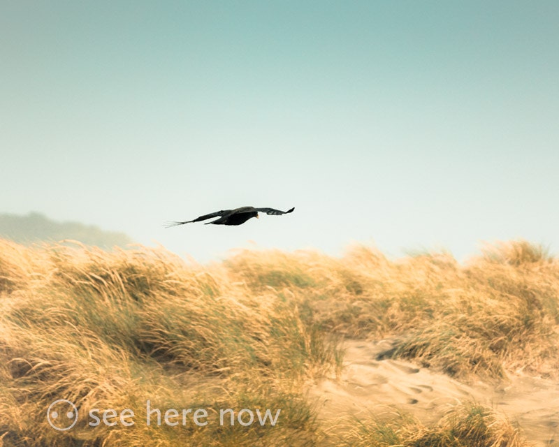 Ocean Beach Dunes Flying Crow Color Landscape Bird Photo
