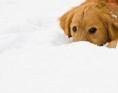 Set of Snowy Golden Retriever Dog Photo Cards, Blank or Holiday