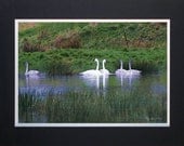 Trumpeter Swans - Matted Print 18 x 24