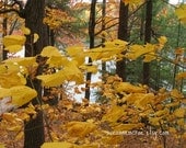 8x10 - Photograph - Gatineau Park - Fall Autumn Foliage - Nature - Landscape