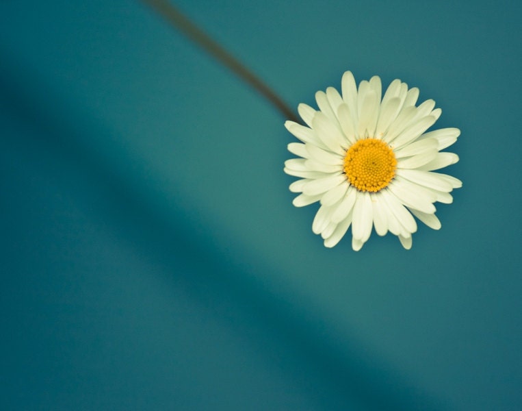 Daisy Photography, Macro Flower, Wall Decor Print, Minimalistic Teal Turquoise Blue White Yellow 11x14, geometry lines