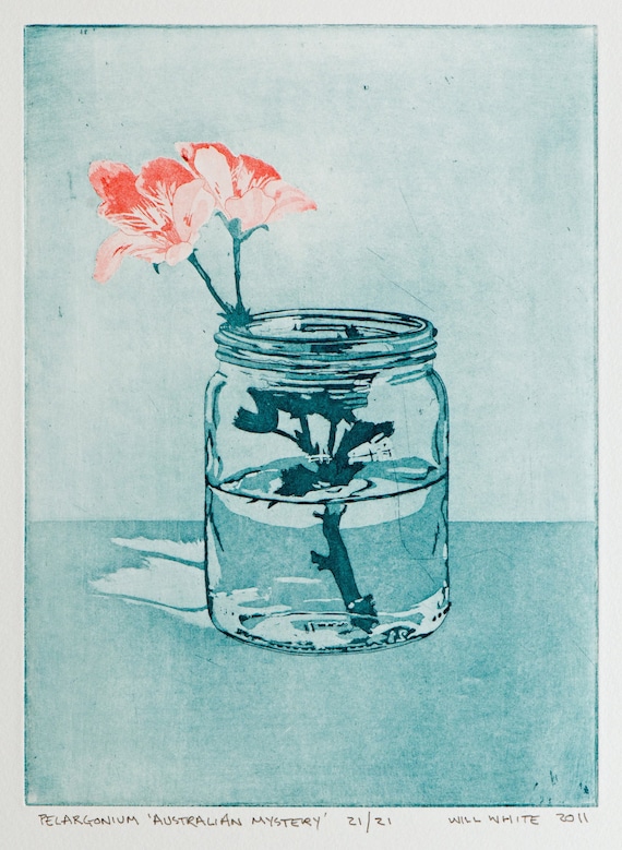 Pelargonium 'australian mystery' Etching Print