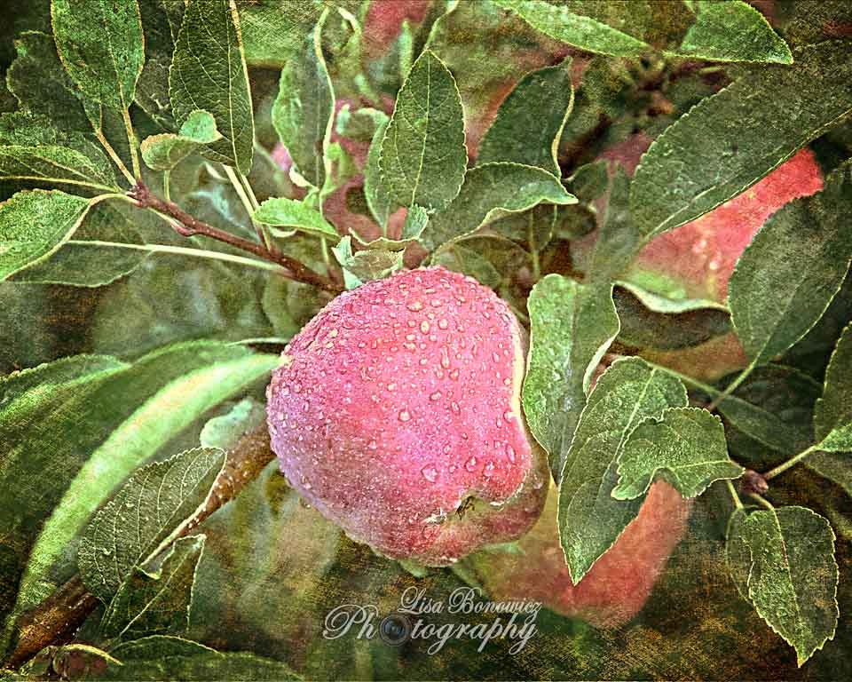 Nature Photography Apple Wall Art - Red Wall Decor - Apple Decor - 8x10 Photograph - Red Green Apples