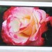 photo card, flower, rose, pink and white,
