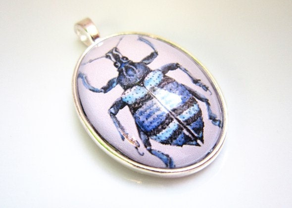 Blue Weevil Beetle