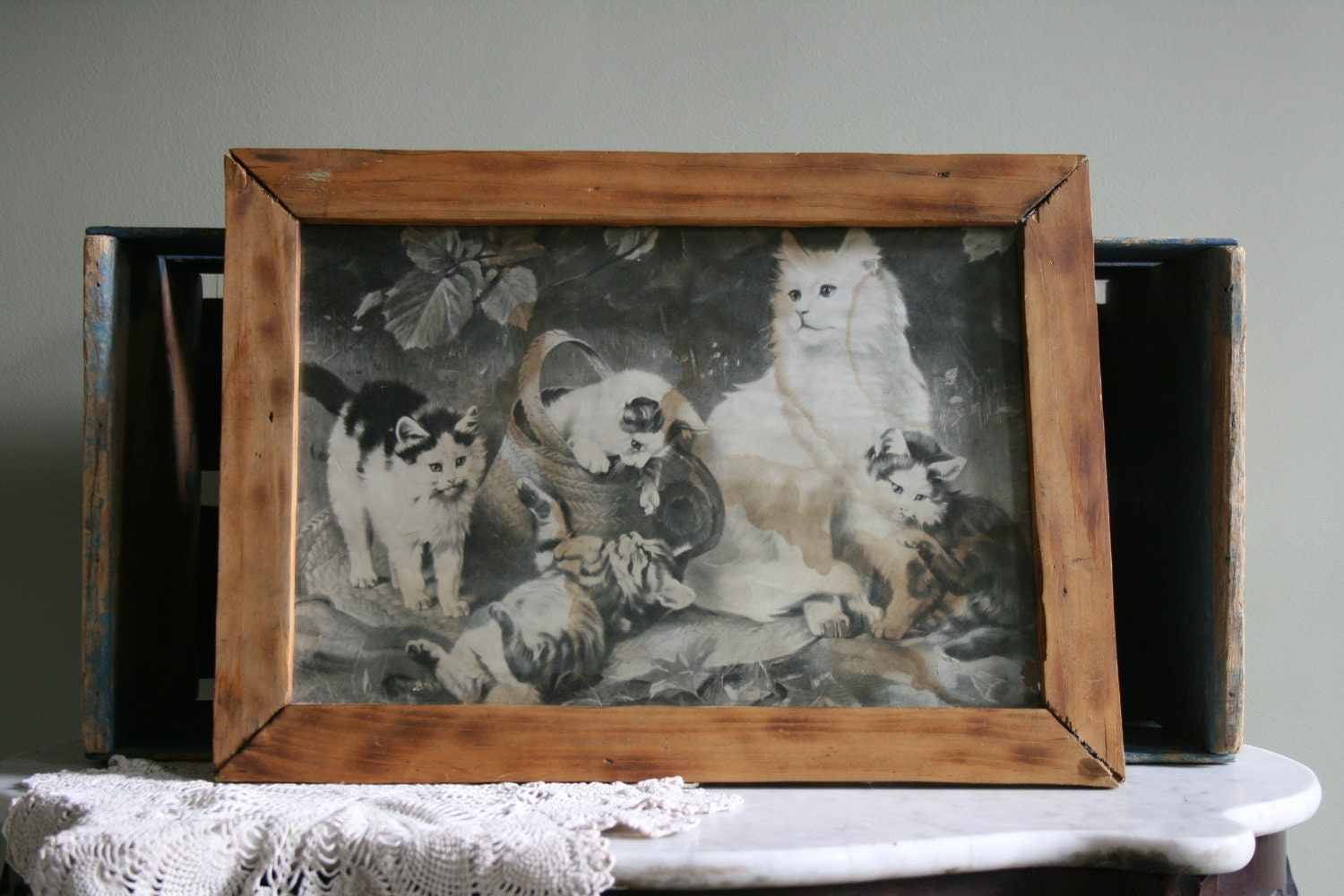 NSW Cat Fanciers Association | Pedigree Cat Judges