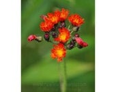 Devil's Paintbrush Flower, orange and yellow blooms, nature photography, 8x10 fine art print