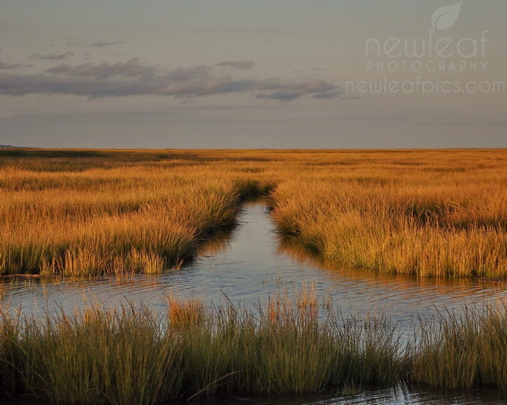 Landscape Photography, golden grasses in the bay, gold brown blue, fine art print, 8x10 photograph