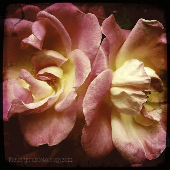 Two Roses Photograph, pink yellow rose flower twin, 5X5 Print by Alecs