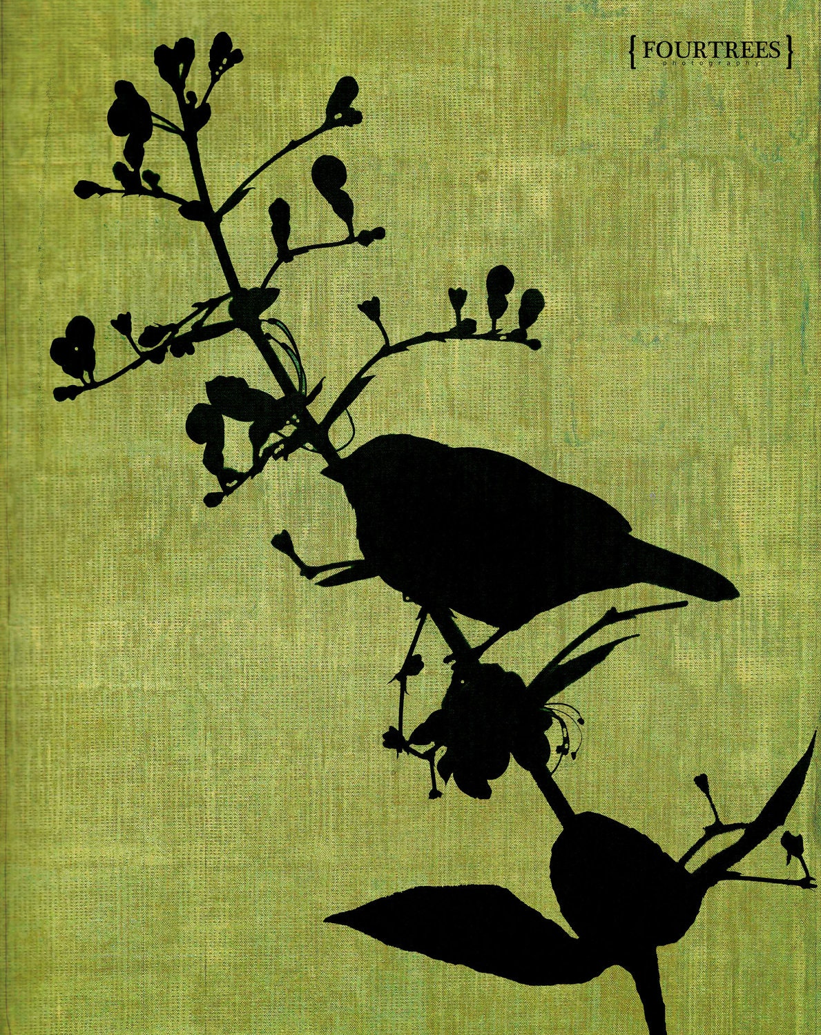 Blackbird - 8x10 Bird nature branch silhouette photography print apple green perched branched blooms black home nursery decor wall room art
