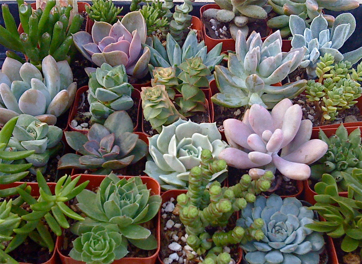 4 Succulent Plants